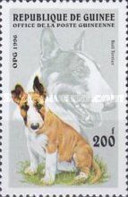 Bull Terrier (Canis lupus familiaris)