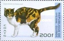 Short-hair Tortoiseshell (Felis silvestris catus)