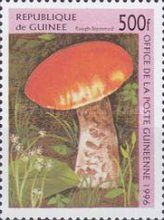 Rough-stemmed Mushroom (Boletus scaber)