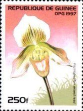 Paphiopedilum ernest read