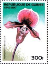 Paphiopedilum Harrisianum