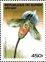 Paphiopedilum papa rohl