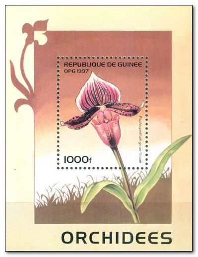 Paphiopedilum gowerianum