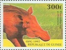 Common Warthog (Phacochoerus aethiopicus)