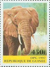 African Elephant (Loxodonta africana)