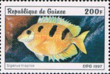 Threeblotched Rabbitfish (Siganus trispilos)