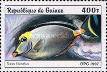 Orangespine Unicornfish (Naso lituratus)