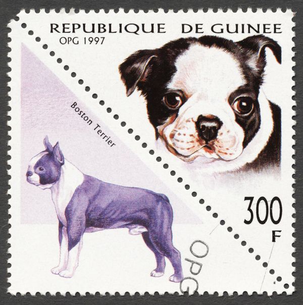 Boston-Terrier (Canis lupus familiaris)