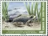 Nectophrynoides occidentalis