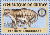 Clouded leopard (Neofelis nebulosa)