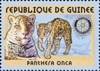 Jaguar (Panthera onca)