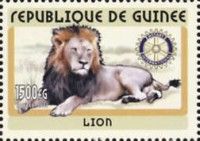 Lion