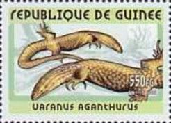Lizards