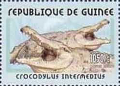 Crocodile