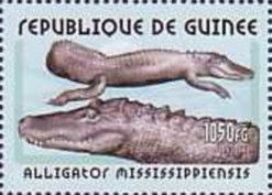 Crocodile