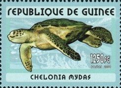 Chelonia mydas
