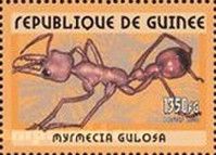 Red Bull Ant (Myrmecia gulosa)