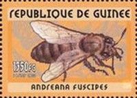 Western Honey Bee (Apis mellifera)
