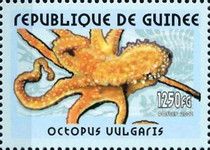 Common Octopus (Octopus vulgaris)