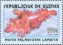 Murex palmarosae