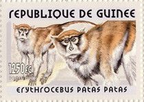 Common Patas Monkey (Erythrocebus patas patas)