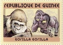 Western Gorilla (Gorilla gorilla)