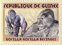Eastern Gorilla (Gorilla gorilla beringei)