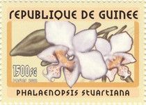 Phalaenopsis stuartiana