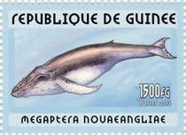 Whales