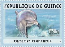 Dolphins