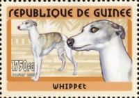 Whippet