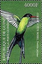 Red-billed Streamertail (Trochilus polytmus)