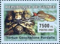 Geochelone pardalis and Pseudepiplatys annulatus