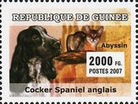 Cocker Spaniel and Abyssinian cat