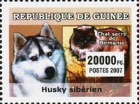 Siberian Husky and Burmese Cat