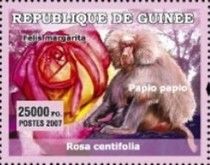 Rosa centifolia, 'Felis margarita', Guinea Baboon