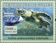 Eretmochelys imbricata and Dasyatis pastinaca