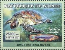 Chelonia mydas and Epiplatys lamottei