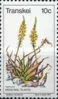 Bulbine natalensis