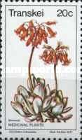 Cotyledon orbiculata