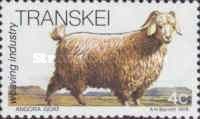 Angora Goat (Capra hircus)