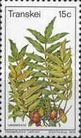 Harpephyllum caffrum