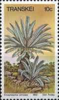 Encephalartos princeps