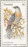 Red-chested Cuckoo (Cuculus solitarius)
