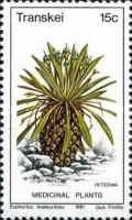 Euphorbia bupleurifolia