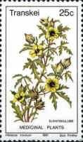Hibiscus trionum