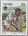 Planting tree