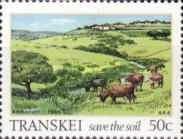 Cattle grazing on verdant plain