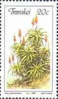 Aloe arborescens