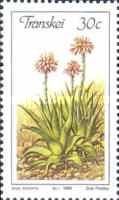 Aloe ecklonis